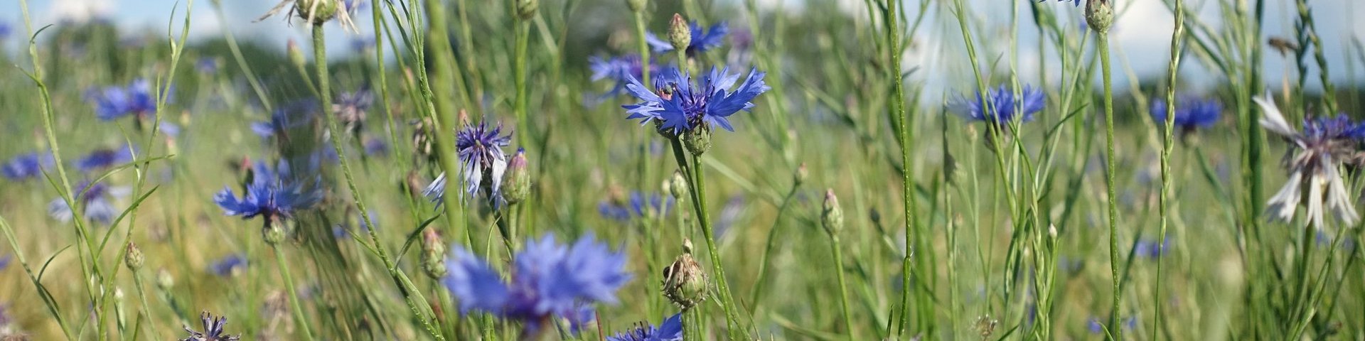 Nahaufnahme Kornblumen Bild Nr. 3